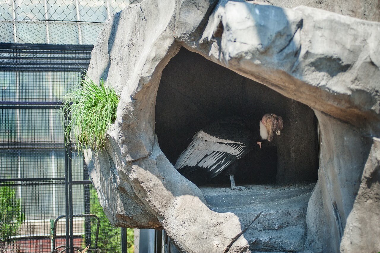 Zoos Aquarium Botanical Gardens Rockwork